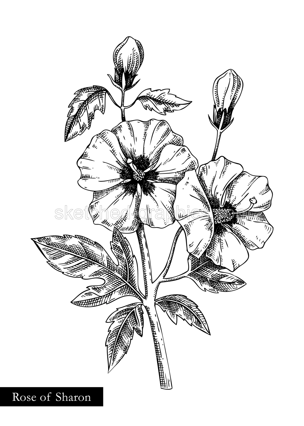Rose of Sharon  vector illustration. Hand drawn summer flower sketch. Hibiscus drawing isolated on white background. Malva flowering plant. Floral design element in engraved style Illustration